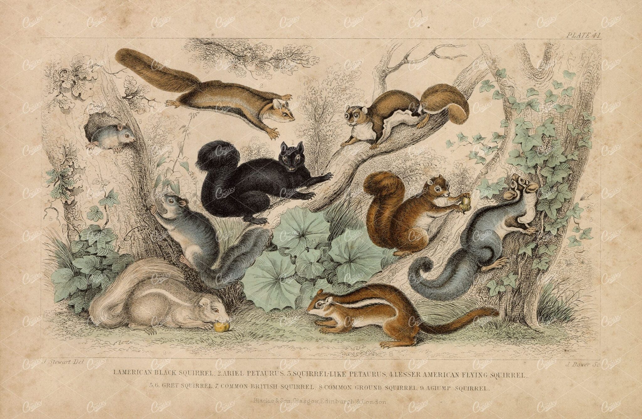 ANTIQUE Original Handcolored Print - Variety of Squirrels - James Stewart