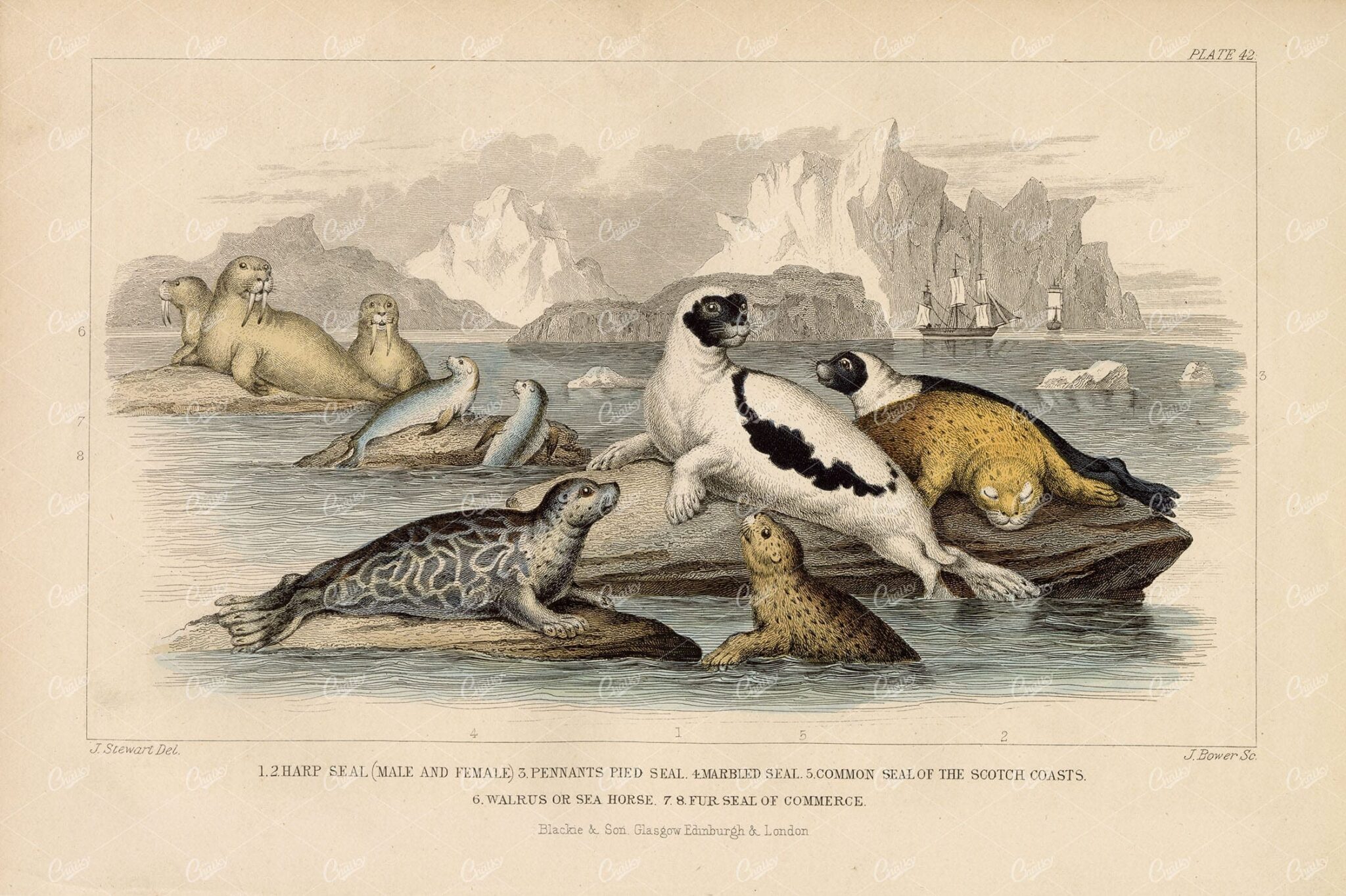 ANTIQUE Original Handcolored Print - Variety of Seals - James Stewart