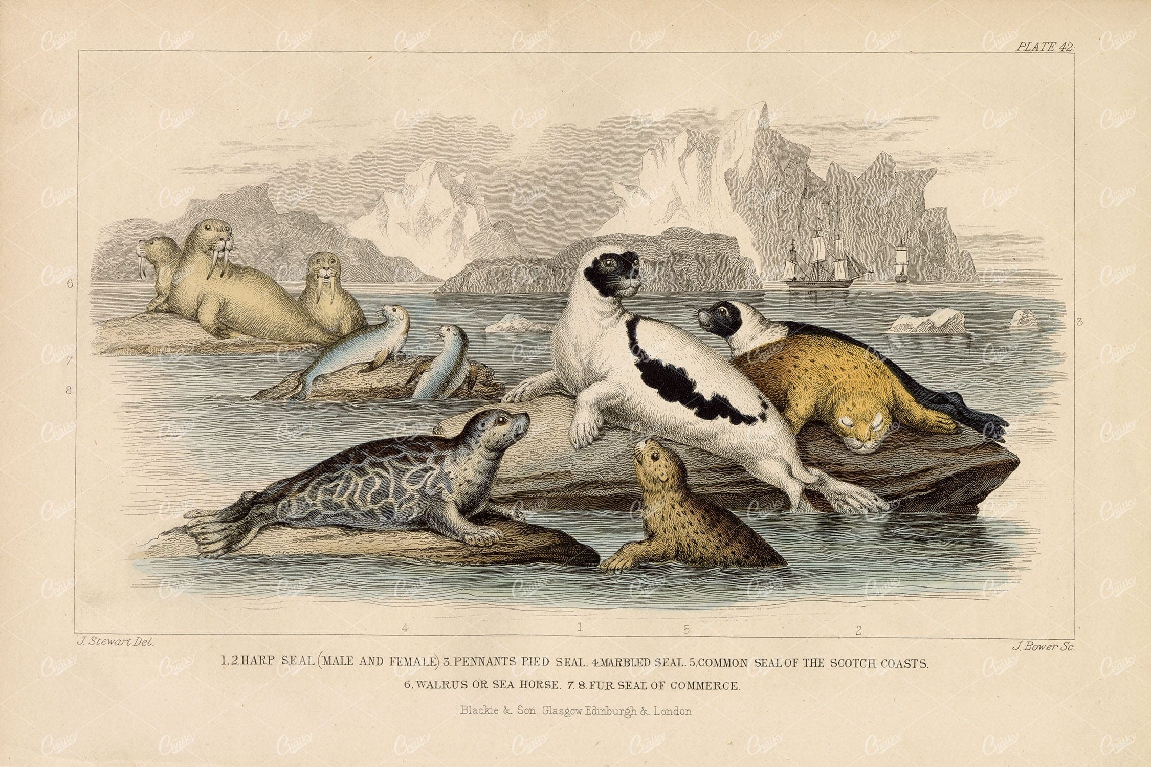 ANTIQUE Original Handcolored Print - Variety of Seals - James Stewart