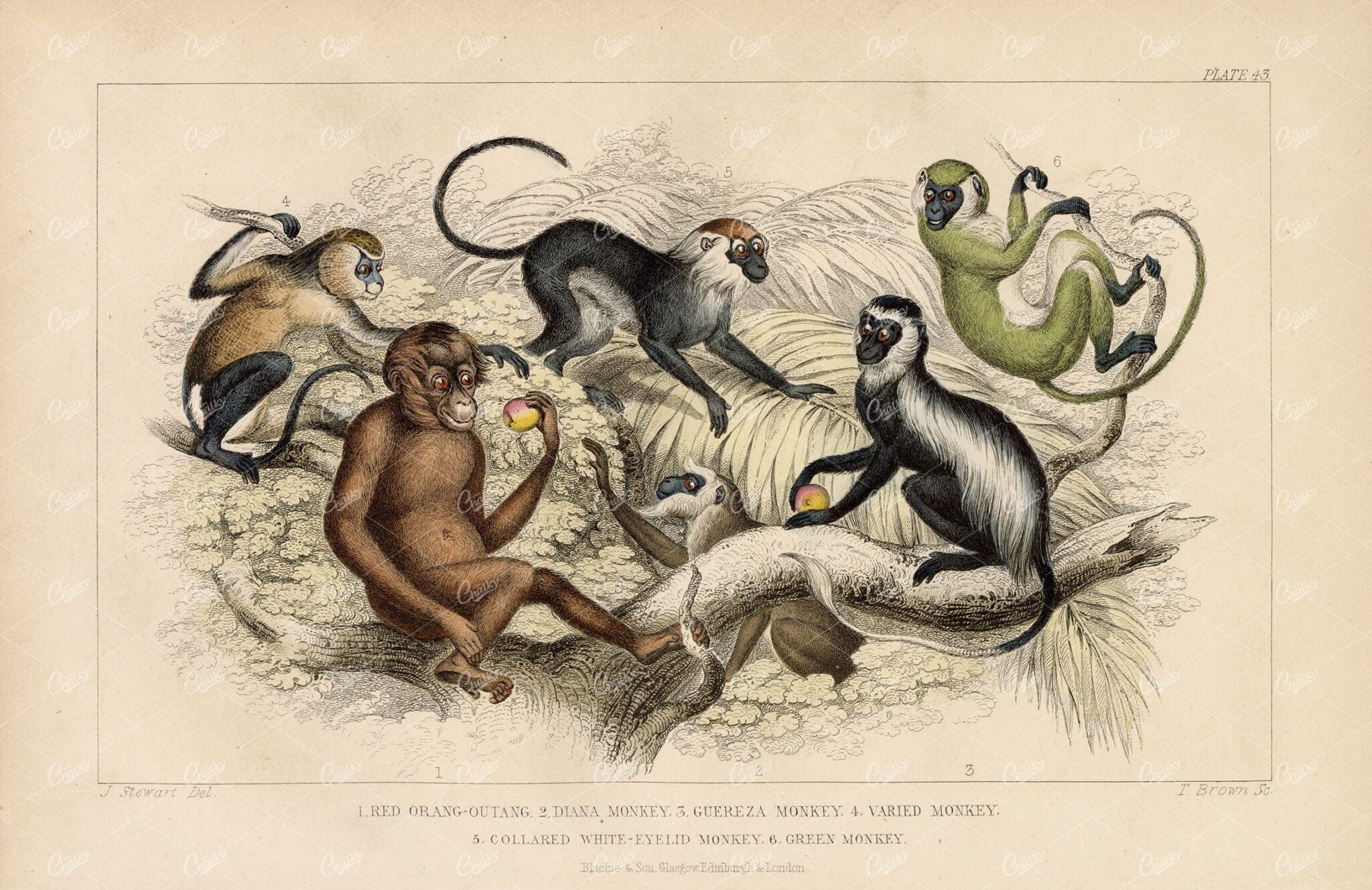 ANTIQUE Original 1868 Handcoloured Print - Monkeys, Orang-Outang
