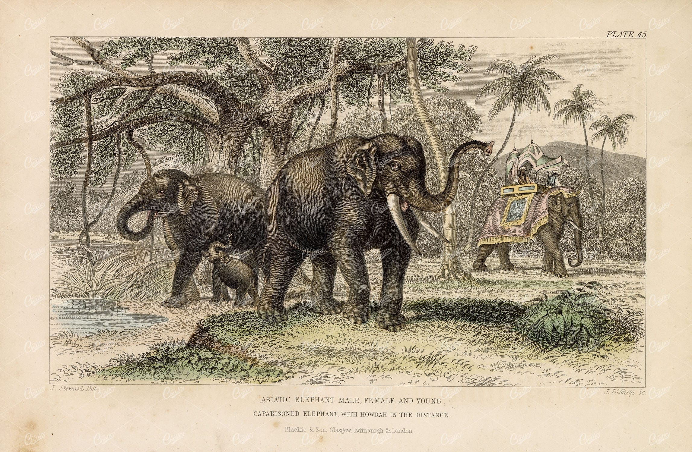ANTIQUE Original 1868 Handcoloured Print - Asiatic Elephant Pairing