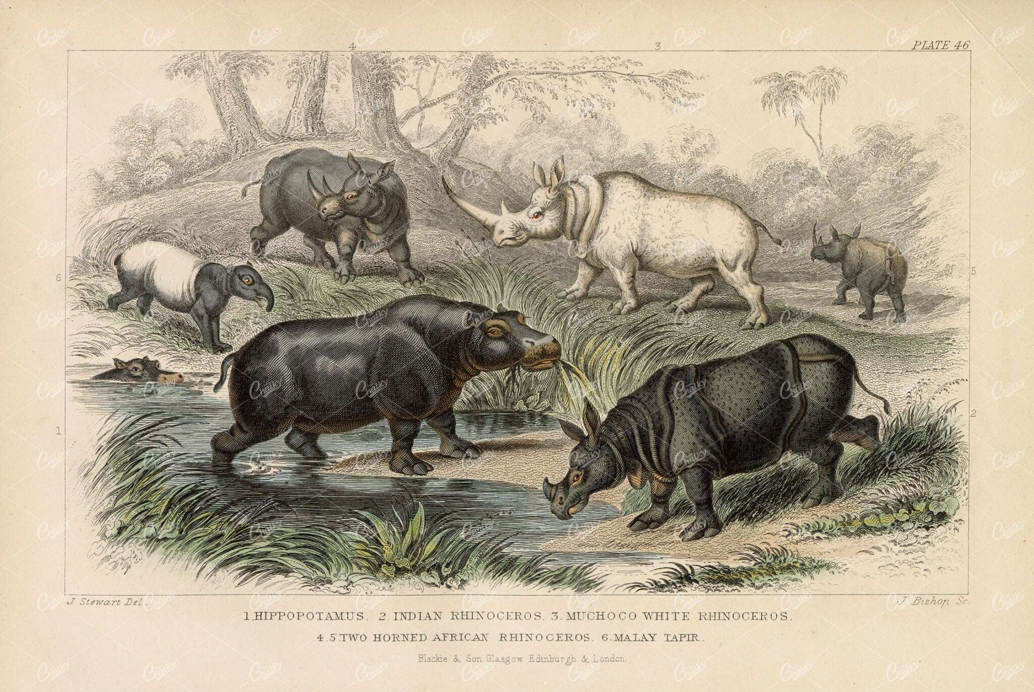 ANTIQUE 1868 Handcoloured Print - Hippo, Rhino, Tapir - J. Stewart