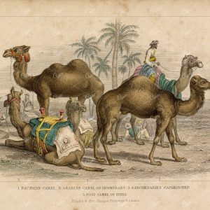 ANTIQUE 1868 Handcoloured Print of Various Camel Breeds - J. Stewart