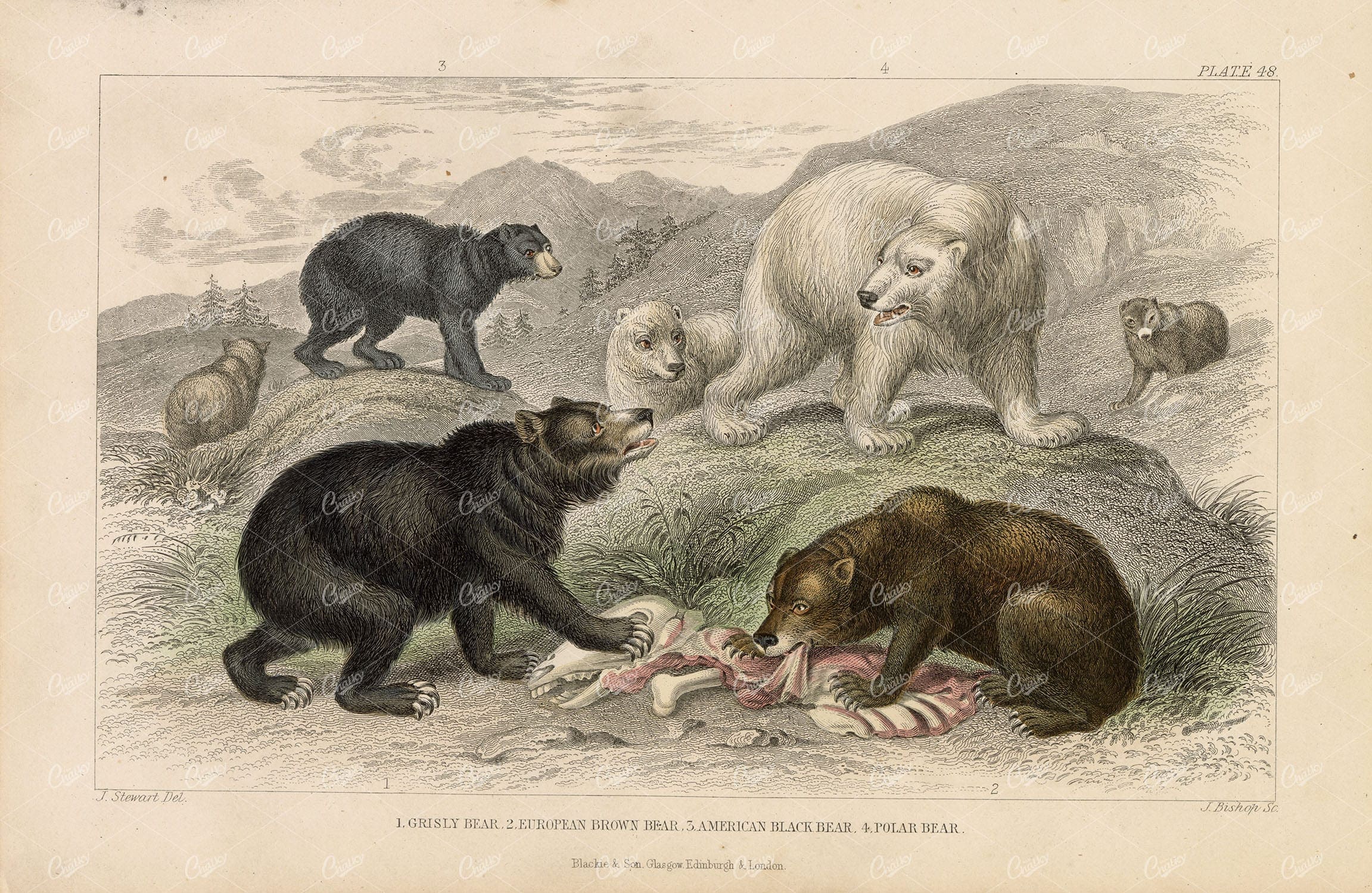 ANTIQUE 1868 Handcolored Print of Various Bear Species - J. Stewart