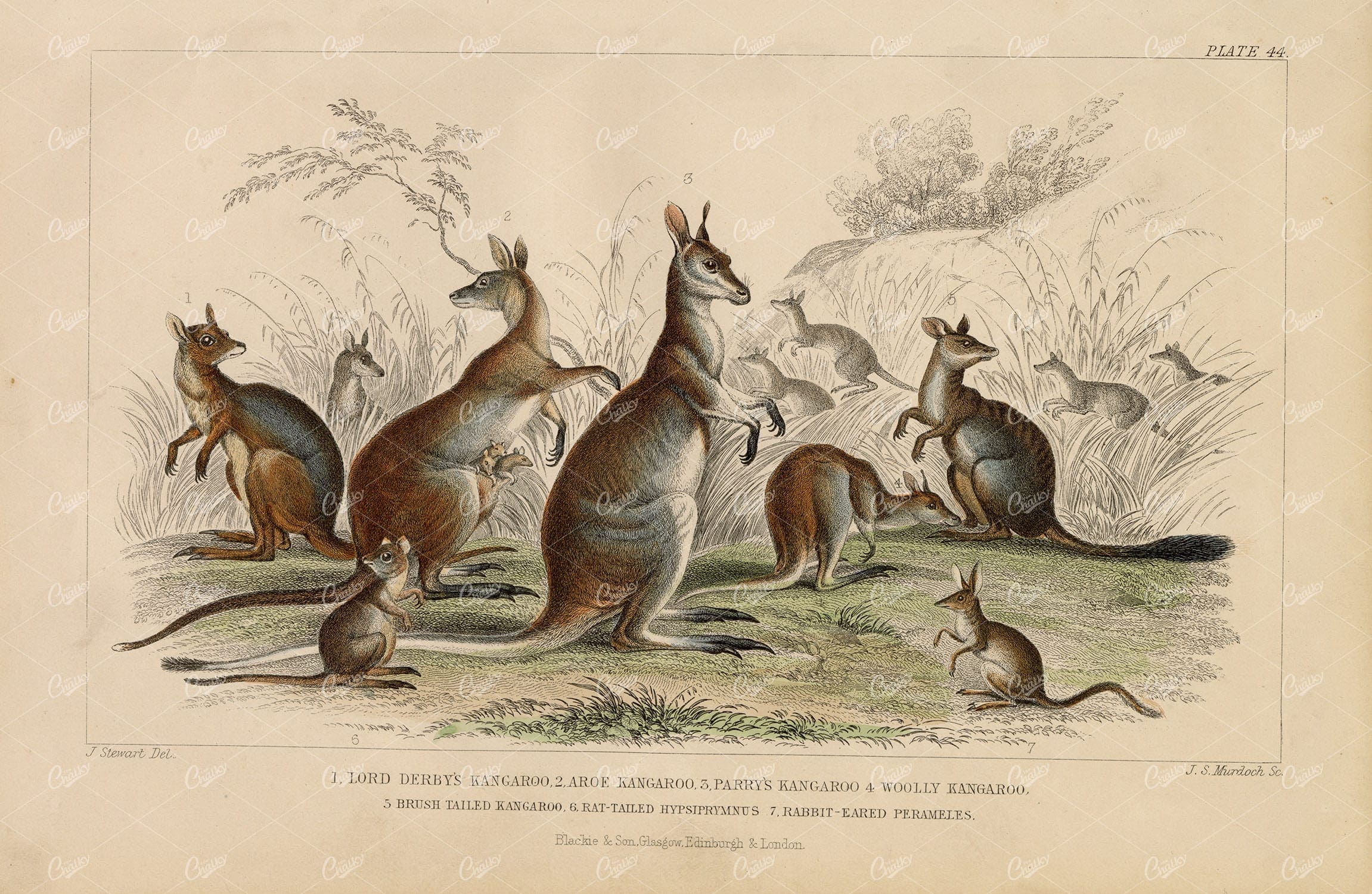 ANTIQUE Original 1868 Handcolored Print of Kangaroo Breeds - J. Stewart