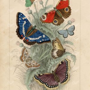 ANTIQUE Original 1868 Handcolored Print of Various Butterfly Breeds