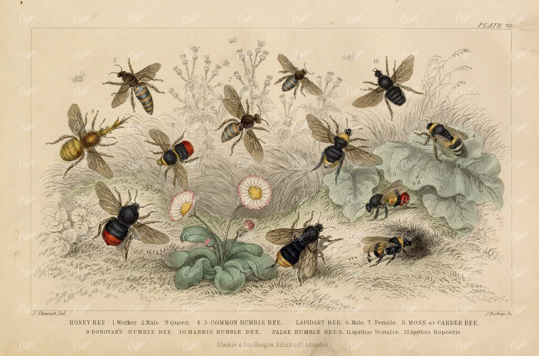 ANTIQUE Original 1868 Handcolored Print of Various Bees - J. Stewart