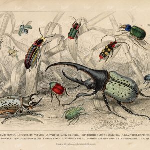 ANTIQUE Goldsmith 1868 Handcolored Print of Various Beetle Breeds