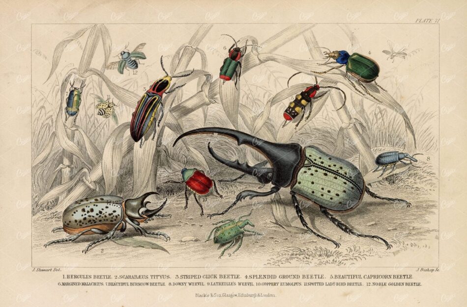ANTIQUE Goldsmith 1868 Handcolored Print of Various Beetle Breeds
