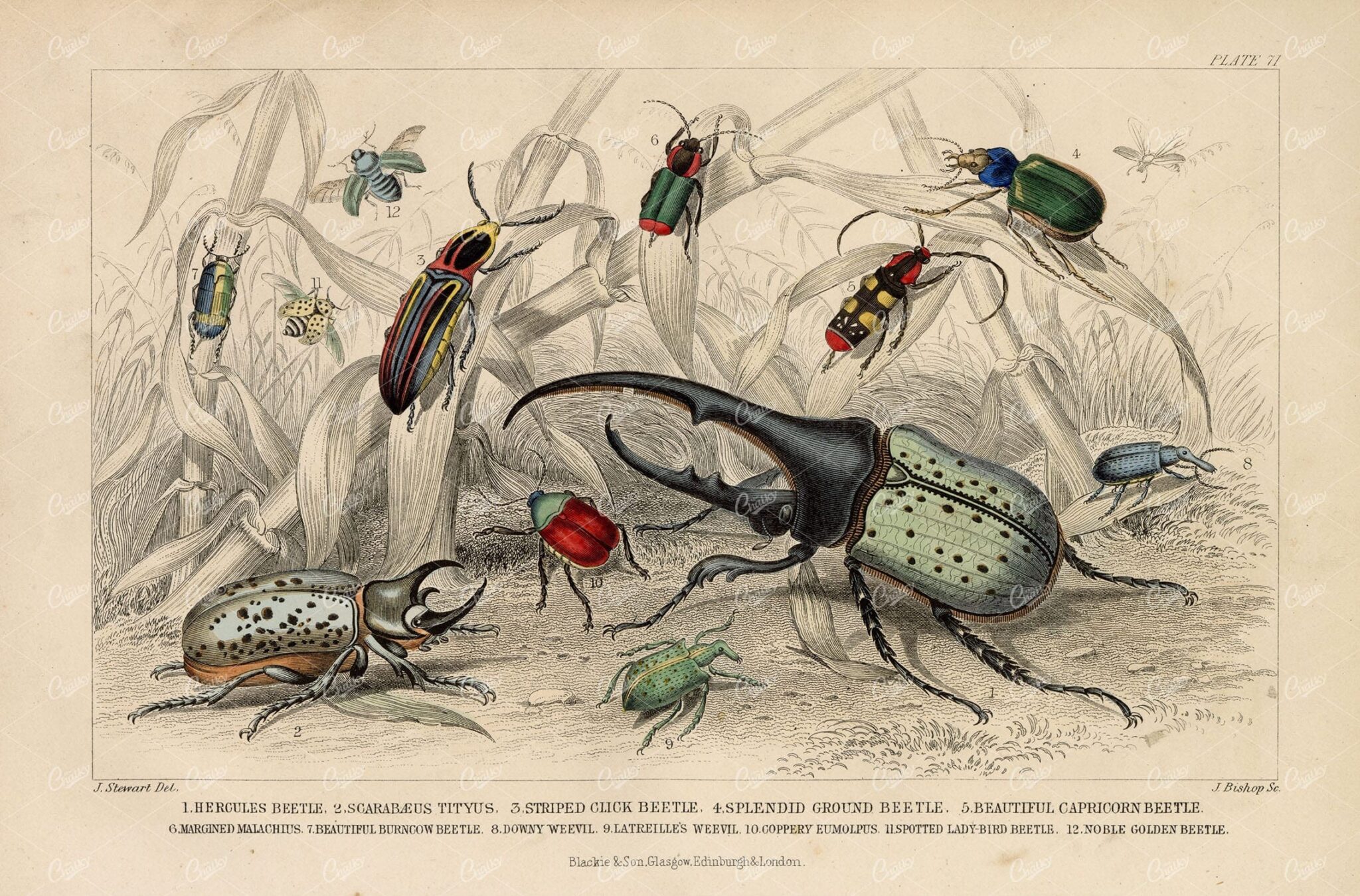 ANTIQUE Goldsmith 1868 Handcolored Print of Various Beetle Breeds
