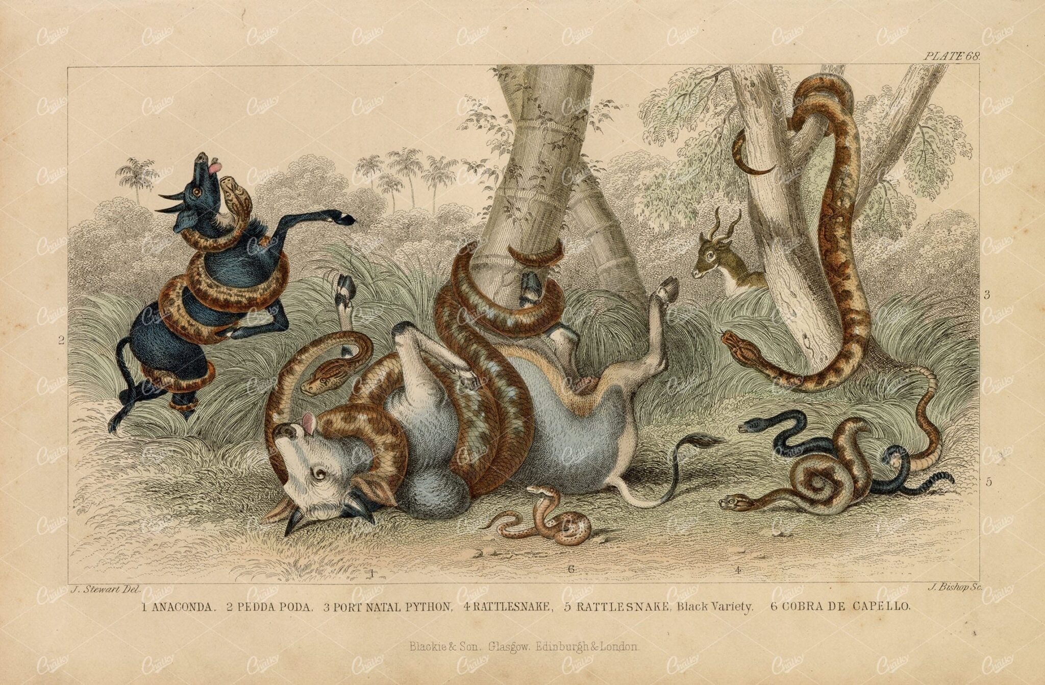 ANTIQUE 1868 Handcolored Print of Various Snake Breeds - Reptiles