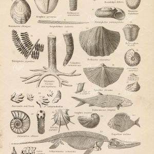 ANTIQUE 1868 Print on Paleontology - Plesiosaurus, Ammonites, Asaphus