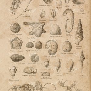 ANTIQUE 1868 Print on Paleontology - Pterodactyl, Elephas, Magaceros