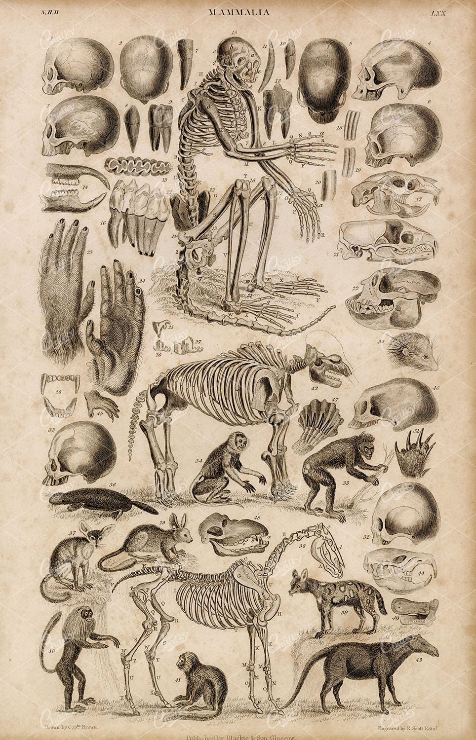 ANTIQUE 1868 Engraving Print of Mammalia - Skulls, Horse, Monkeys, Apes