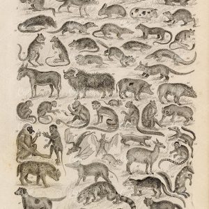 ANTIQUE 1868 Engraving Print of Mammalia - Monkeys, Camel, Bats, Rabbit