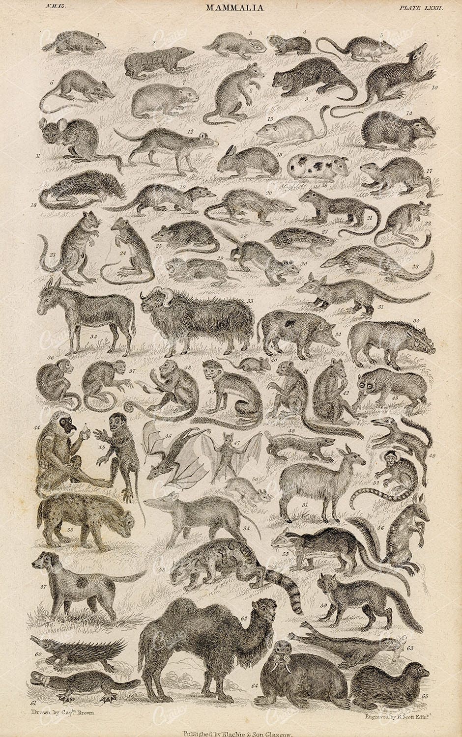 ANTIQUE 1868 Engraving Print of Mammalia - Monkeys, Camel, Bats, Rabbit