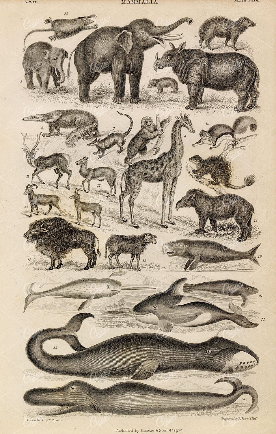 ANTIQUE 1868 Print of Mammalia - Elephant, Giraffe, Whales, Rhino, Mammals