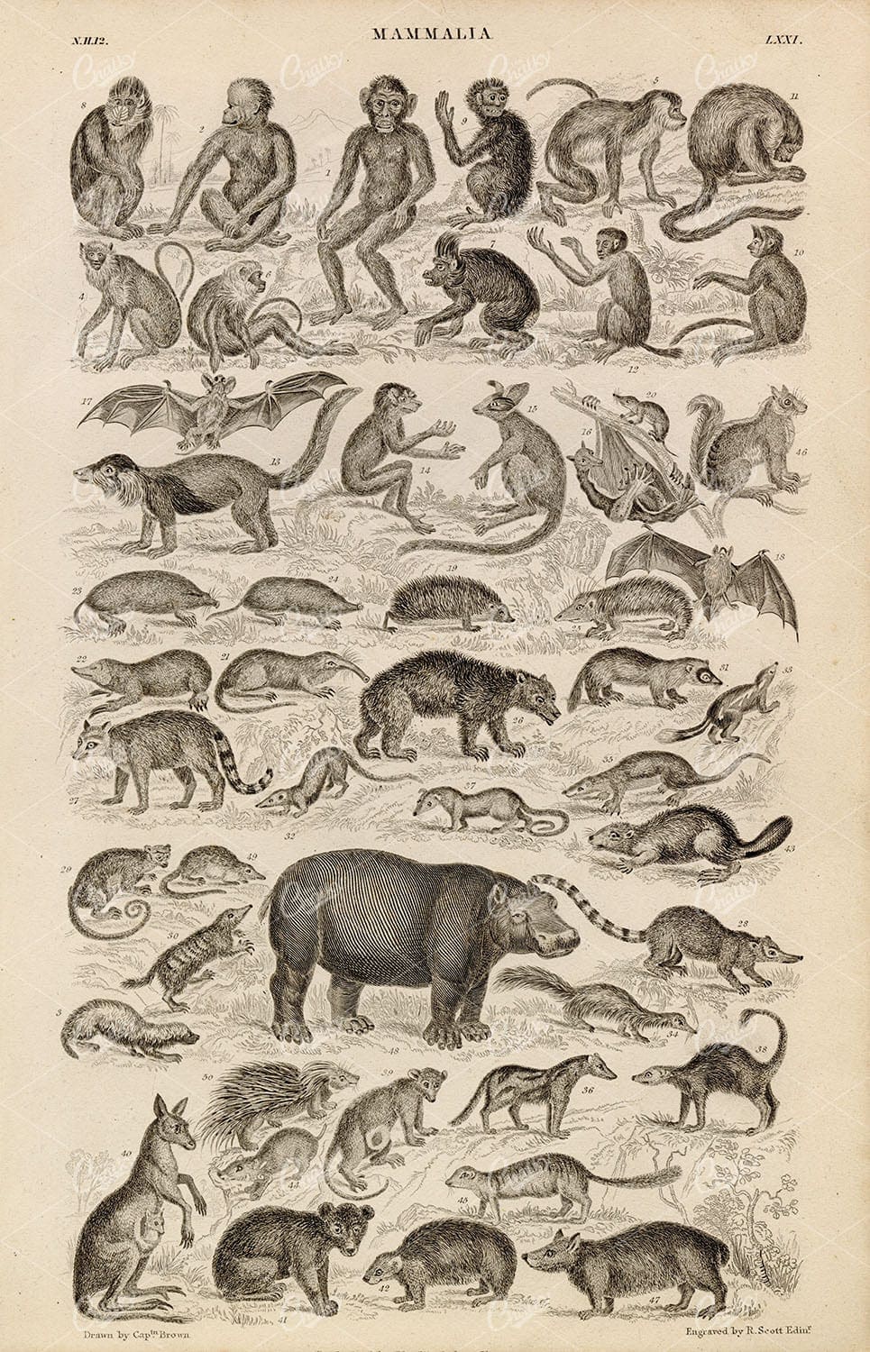 ANTIQUE 1868 Print of Mammalia - Bats, Rhino, Monkeys, Kangaroo, Hedgehog
