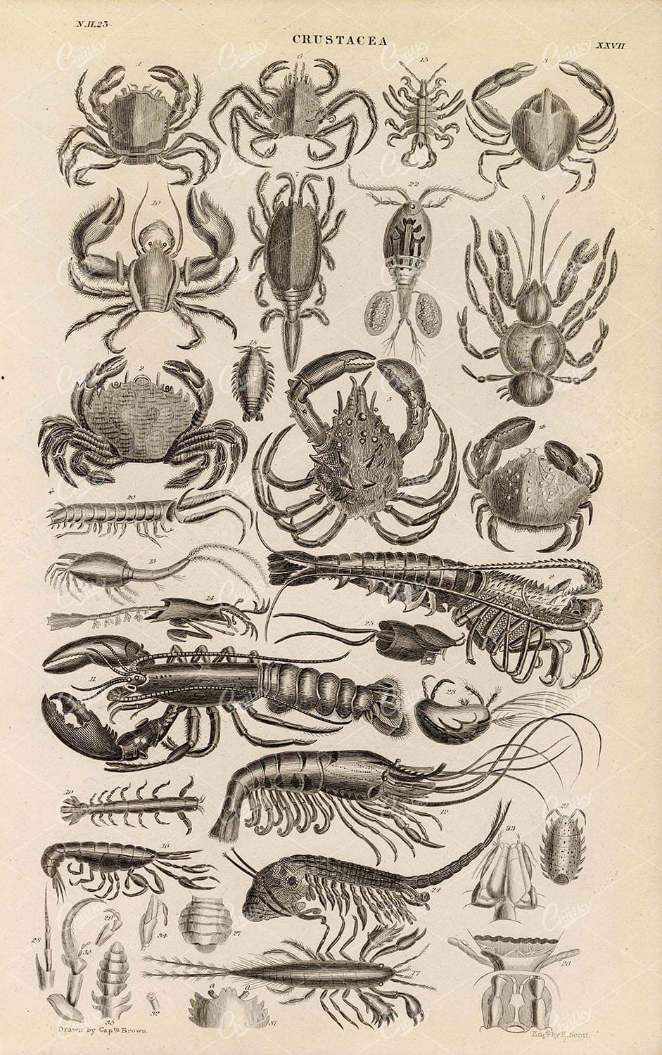 ANTIQUE Original 1858 Nautical Crustacea Print - Crabs & Lobsters