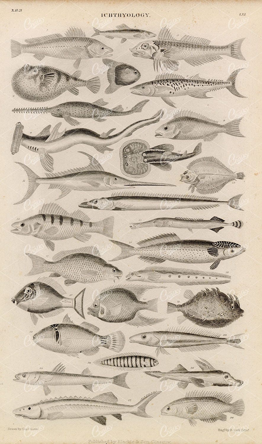 ANTIQUE 1858 Ichthyology Print - Hammerhead Shark, Sun Fish, Sword Fish