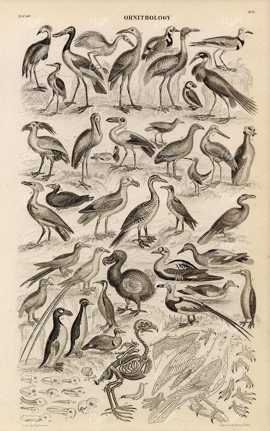 ORIGINAL Antique 1868 Print - Ornithology - Dodo, Crane, Gull, Toucan
