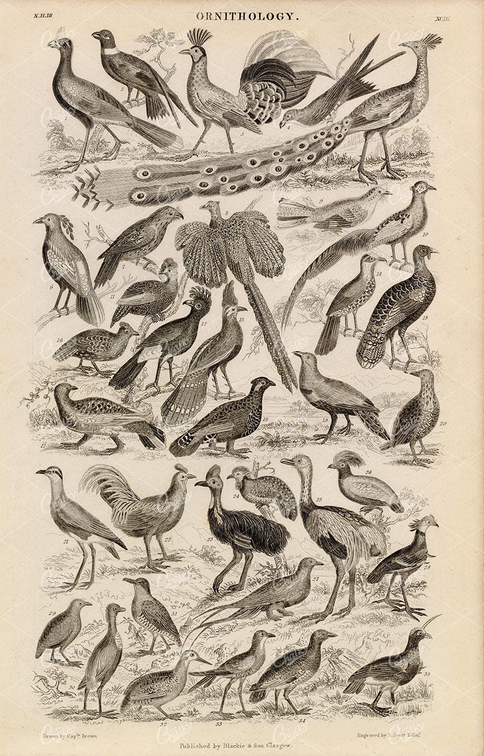 ORIGINAL Antique 1868 Print - Ornithology - Various Bird Species