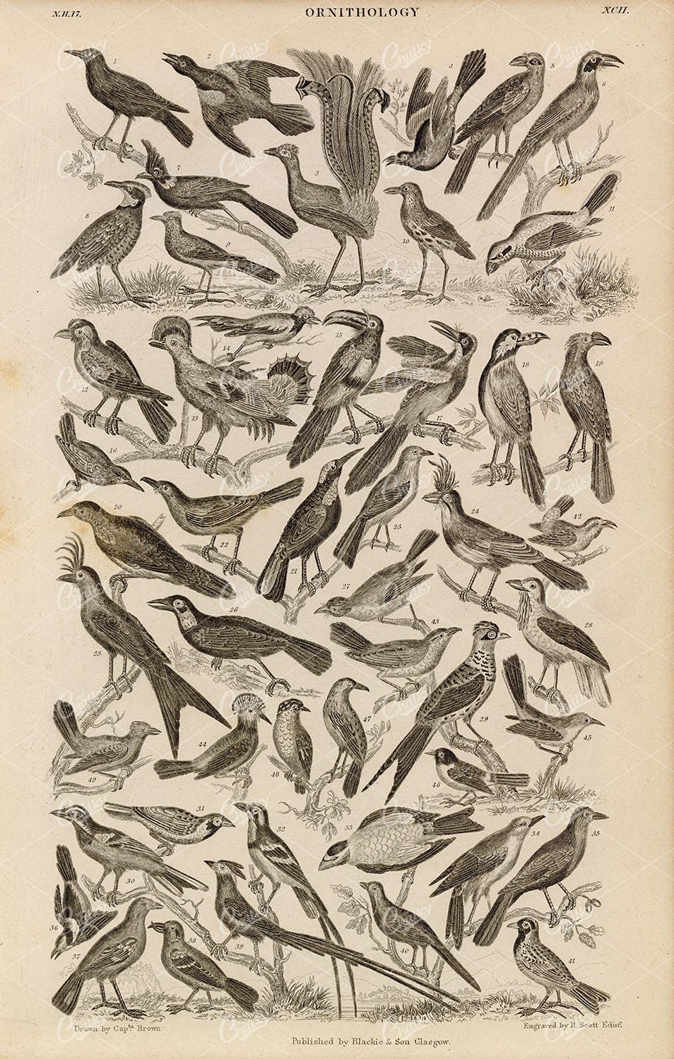 ORIGINAL Antique 1868 Print - Ornithology - Various Bird Species