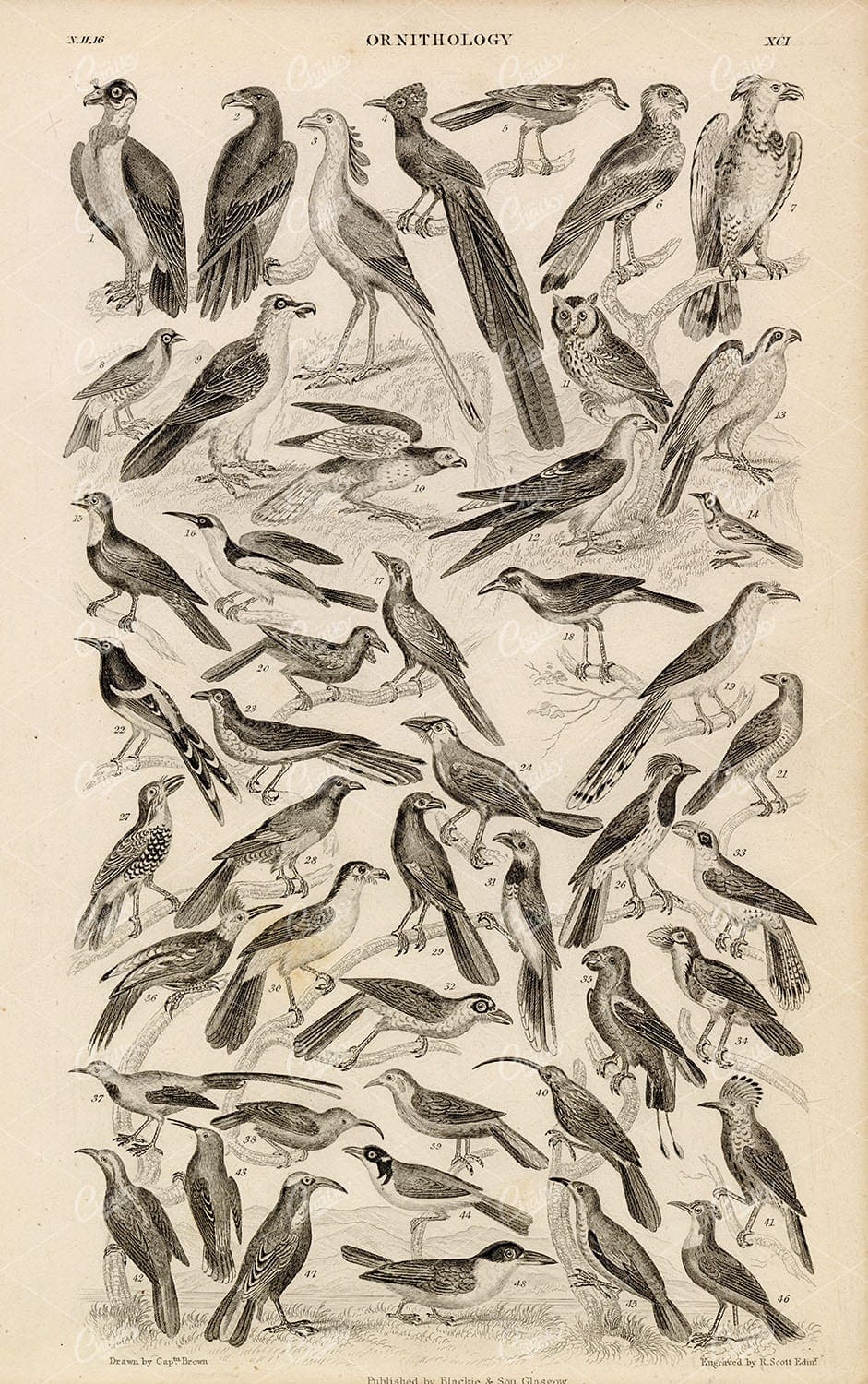 ORIGINAL Antique 1868 Print - Ornithology - Various Bird Species