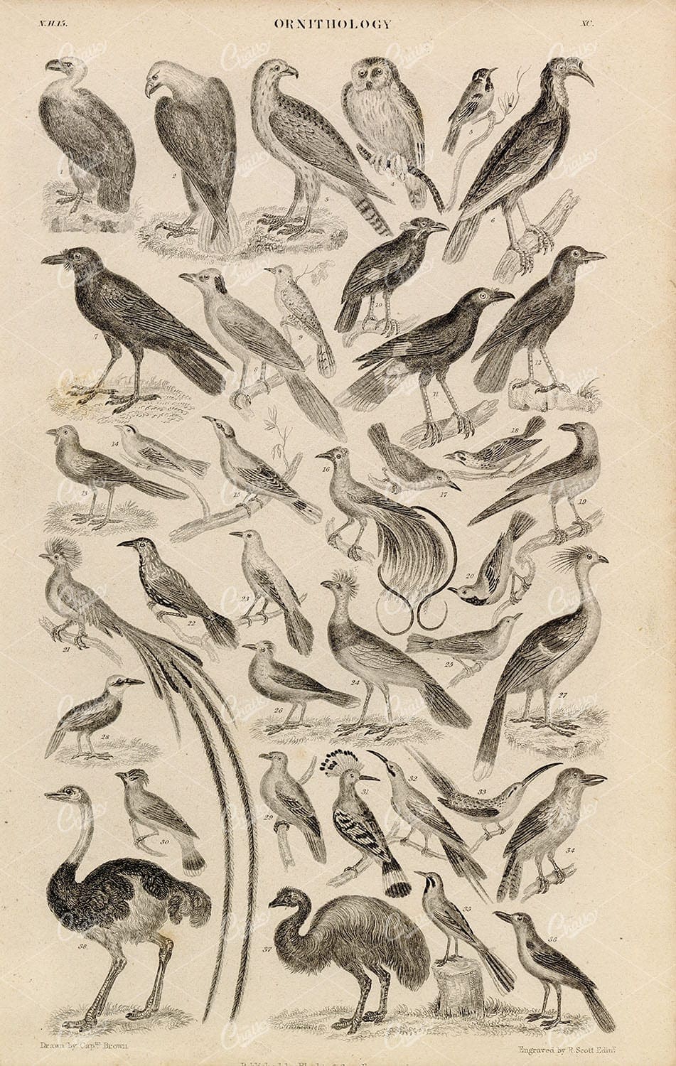 ORIGINAL Antique 1868 Print - Ornithology - Various Bird Species