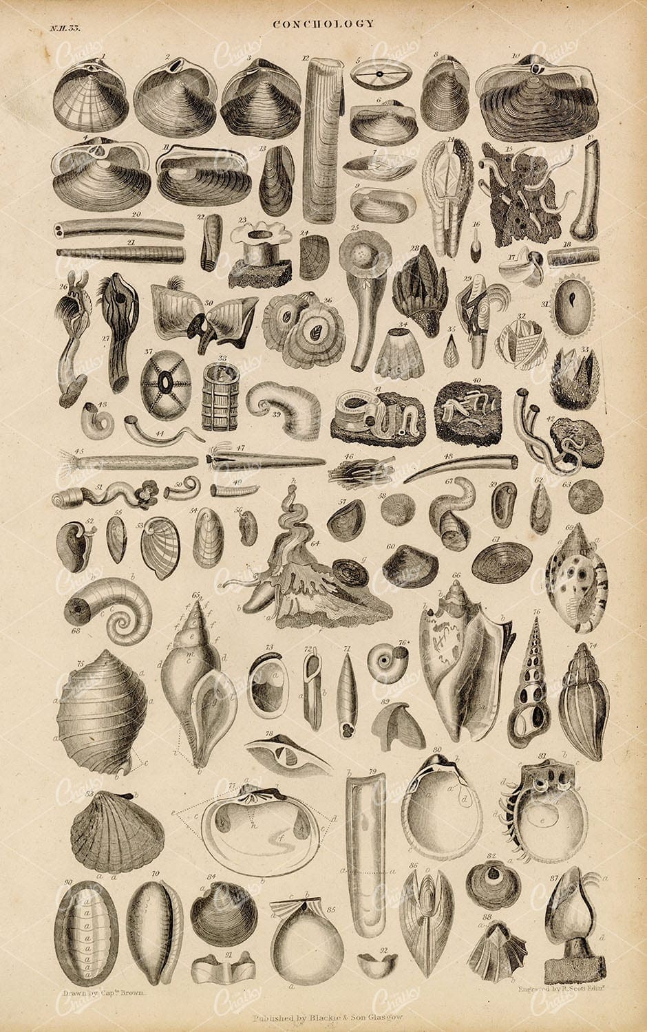 ANTIQUE Original 1858 Nautical Conchology Print - Oliver Goldsmith