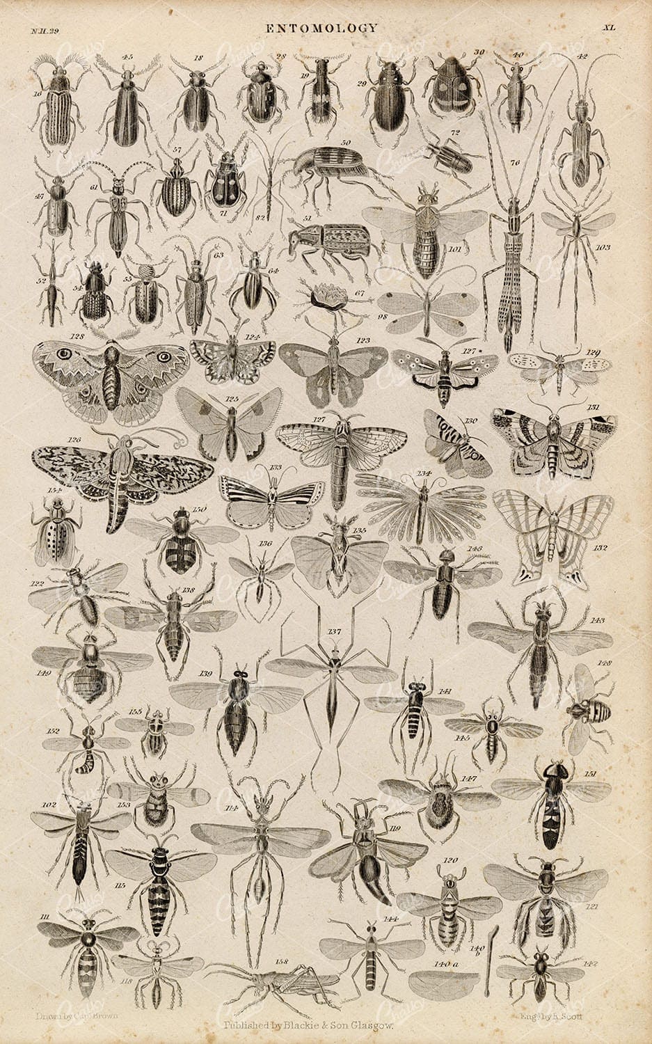 ANTIQUE Original 1858 Entomology (Insects) - Moths, Beetles, Wasp