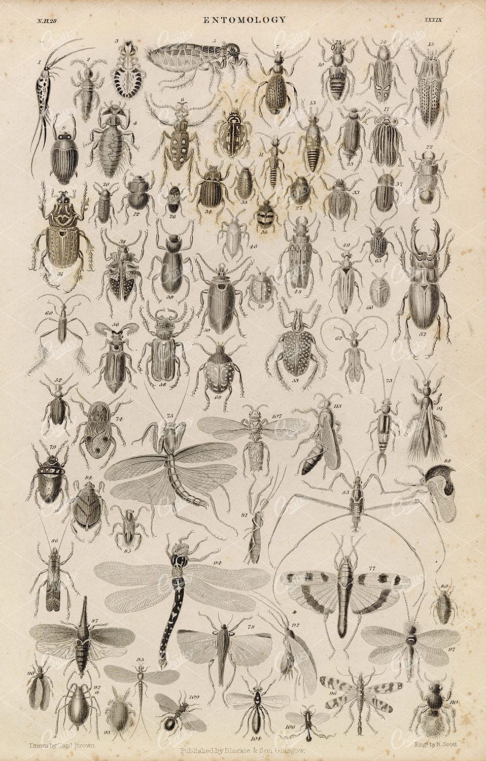 ANTIQUE Original 1858 Entomology (Insects) - Flea, Dragonfly, Beetles