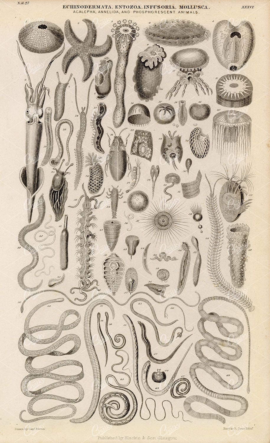 ANTIQUE Original 1858 Echinodermata, Entozoa, Infusoria, Mollusca