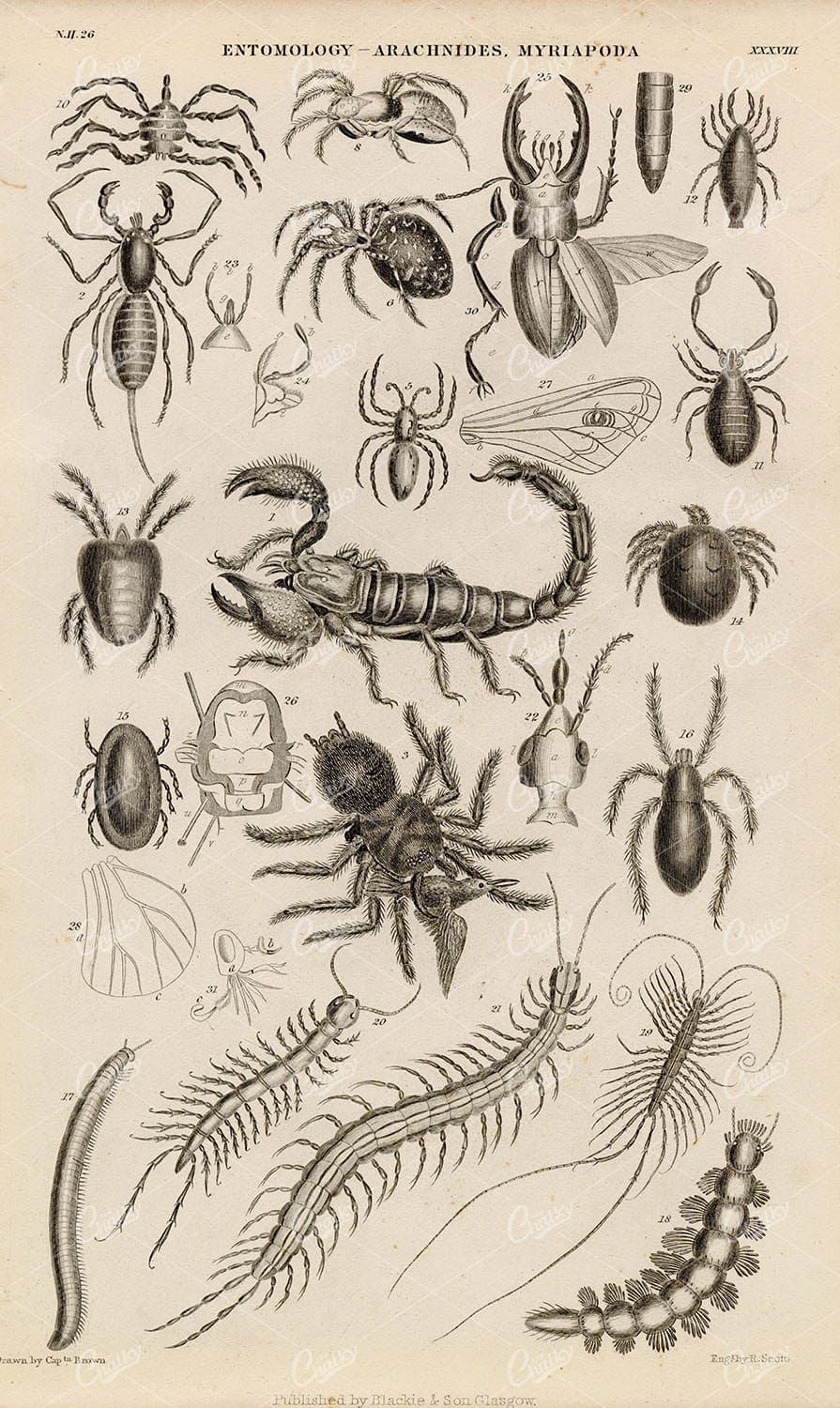 ANTIQUE Original 1858 Engraving - Entomology, Arachnides, Myriapoda