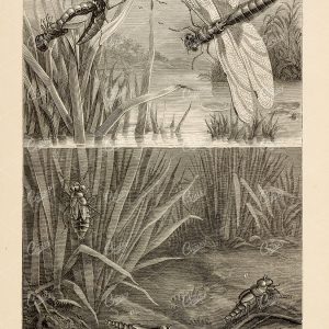 ANTIQUE Print of Insects - Dragon-fly, Larvae, Nymph - F. A. Pouchet