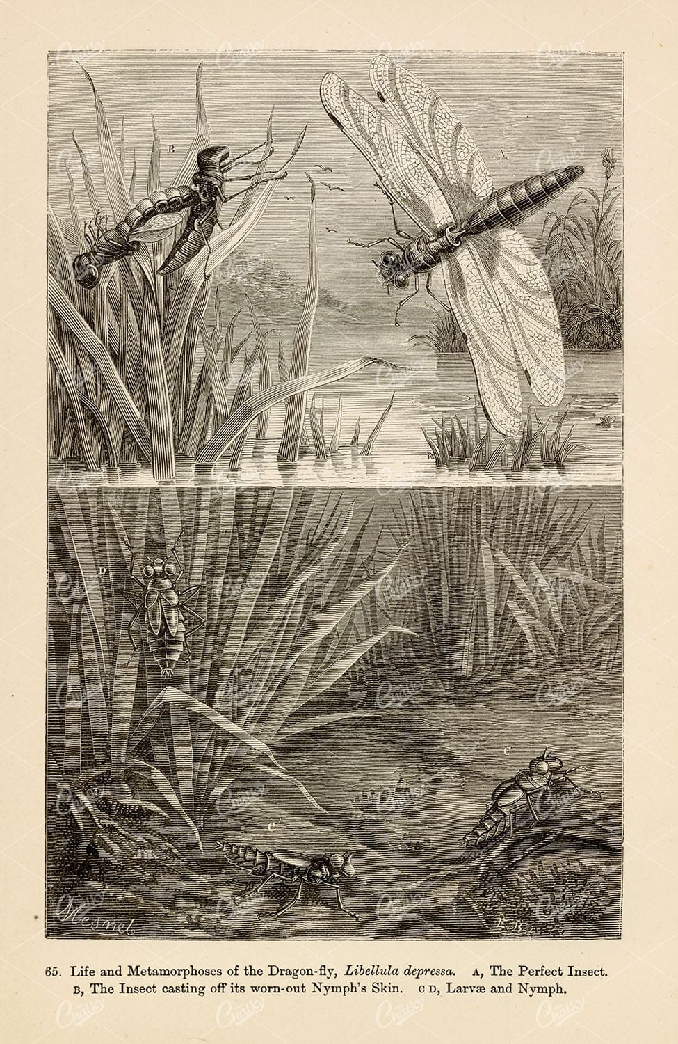 ANTIQUE Print of Insects - Dragon-fly, Larvae, Nymph - F. A. Pouchet