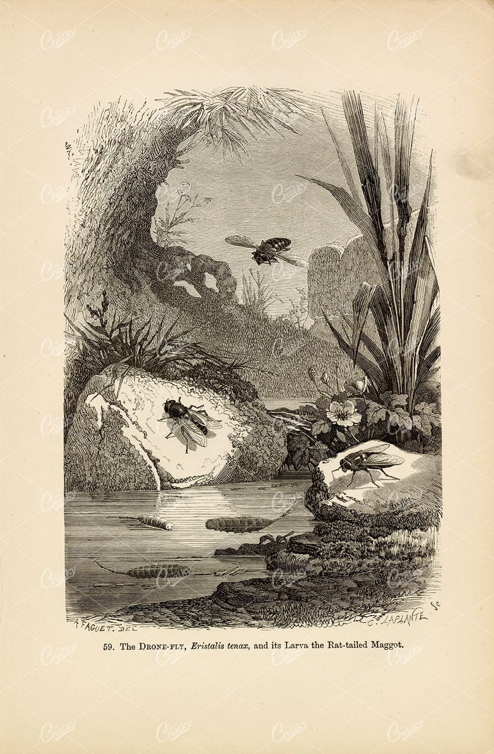 ANTIQUE Insect Engraving The Drone Fly and its Rat-Tailed Maggot 1877