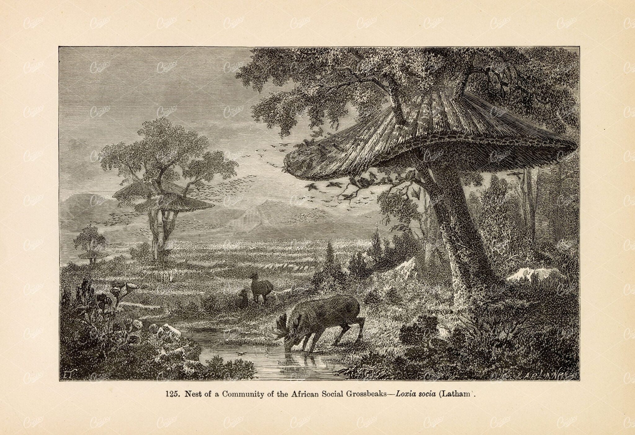 ANTIQUE Illustration - Nest of a Community of African Social Grassbeaks