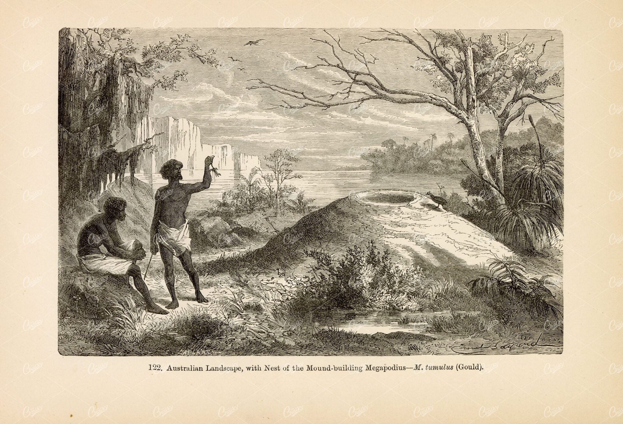 ANTIQUE Print - Australian Landscape - Mound building Megapodius 1877