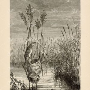ANTIQUE Illustration - Nest of a Reed Warbler - From Rouen Museum