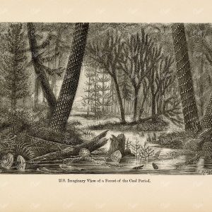ANTIQUE Illustration - Imaginary View of Coal Period Forest - 1877 Print