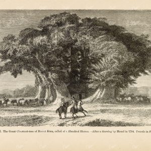 ANTIQUE Art - Great Chestnut Tree of Mount Etna, Hundred Horses - 1877