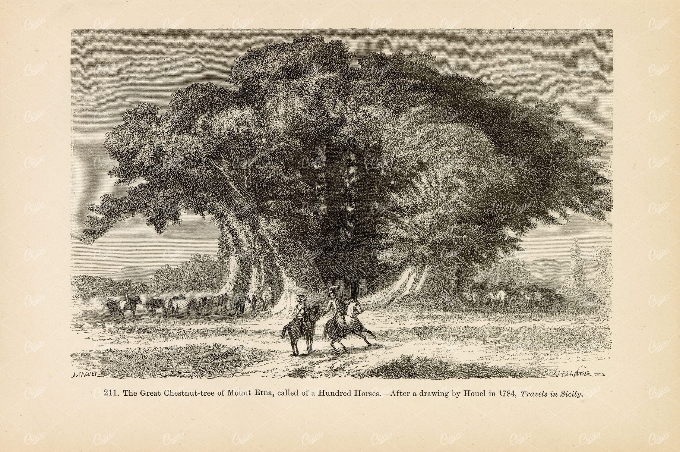 ANTIQUE Art - Great Chestnut Tree of Mount Etna, Hundred Horses - 1877