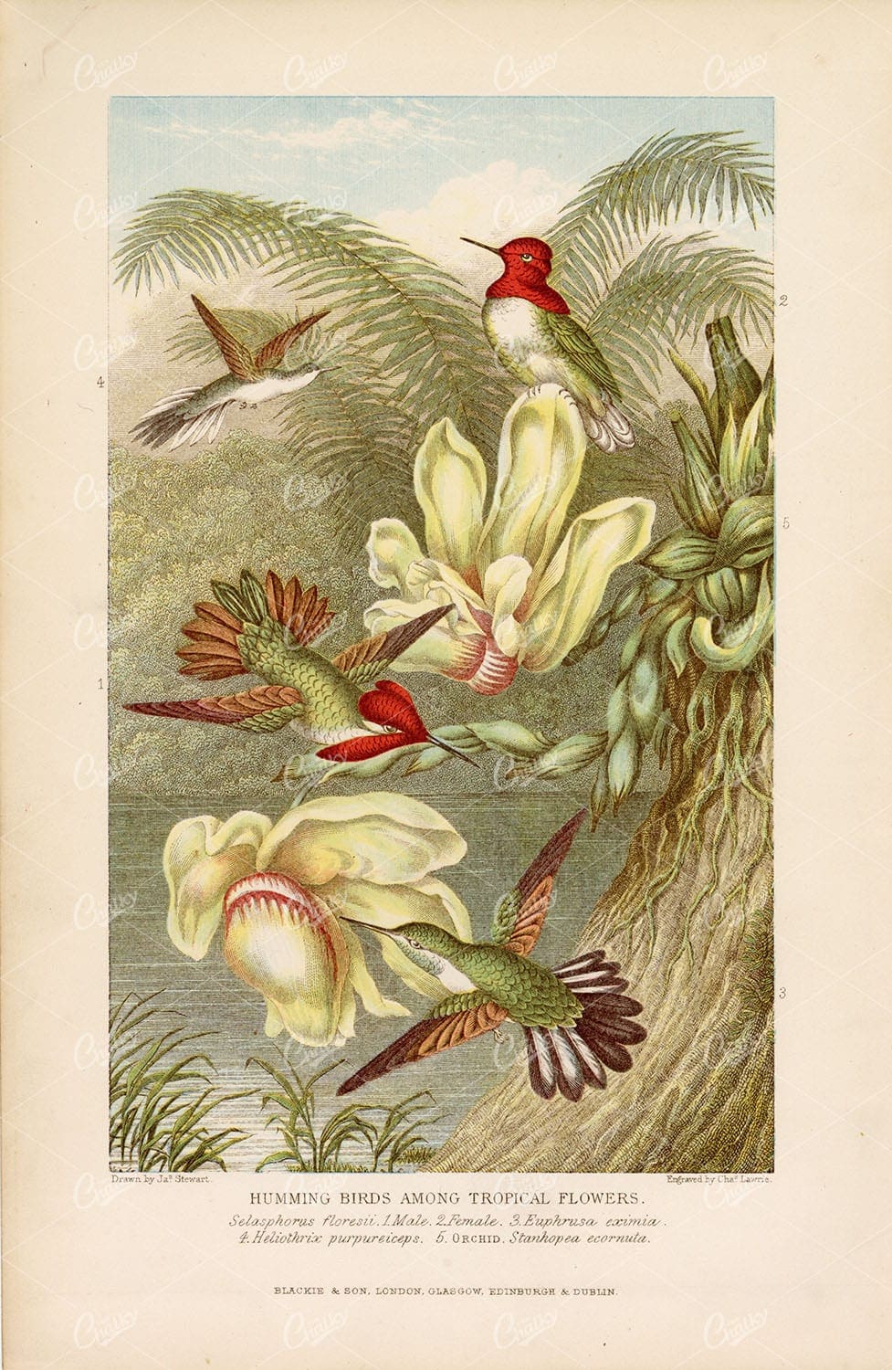 ANTIQUE Colour Print of Humming Birds among Tropical Flowers - 1877