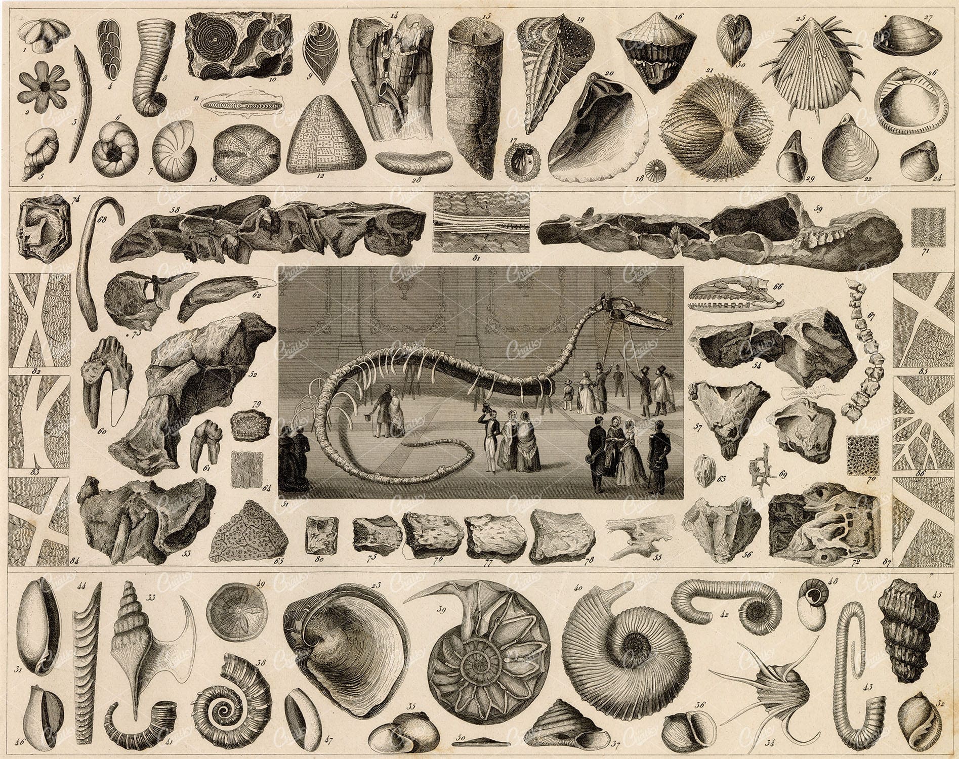 GEOLOGY - Various Fossils - Johann Heck's Iconography 1851 Print