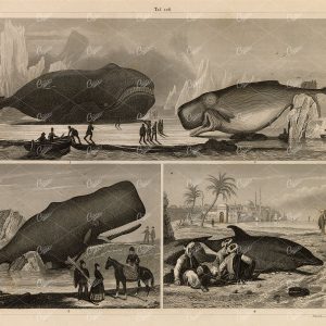 ZOOLOGY - Marine Mammals - Dolphin, Sperm, Blue Whale - 1851 Print