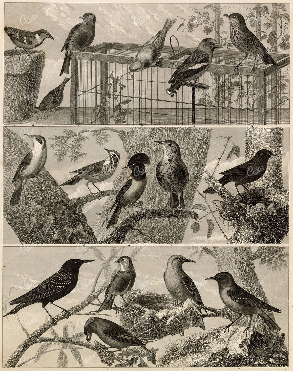ZOOLOGY - Variety of Birds - Johann Heck Antique 1851 Print