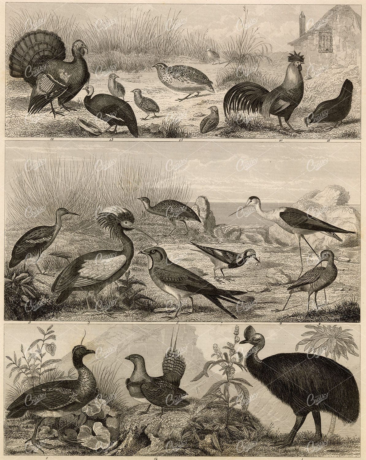 ZOOLOGY - Variety of Birds - Johann Heck Antique 1851 Print