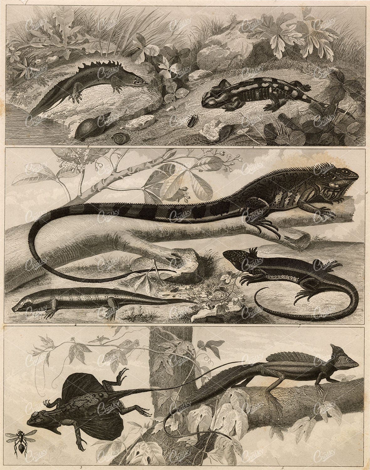 ZOOLOGY - Reptiles, Lizards, Iguana - Antique Heck 1851 Print