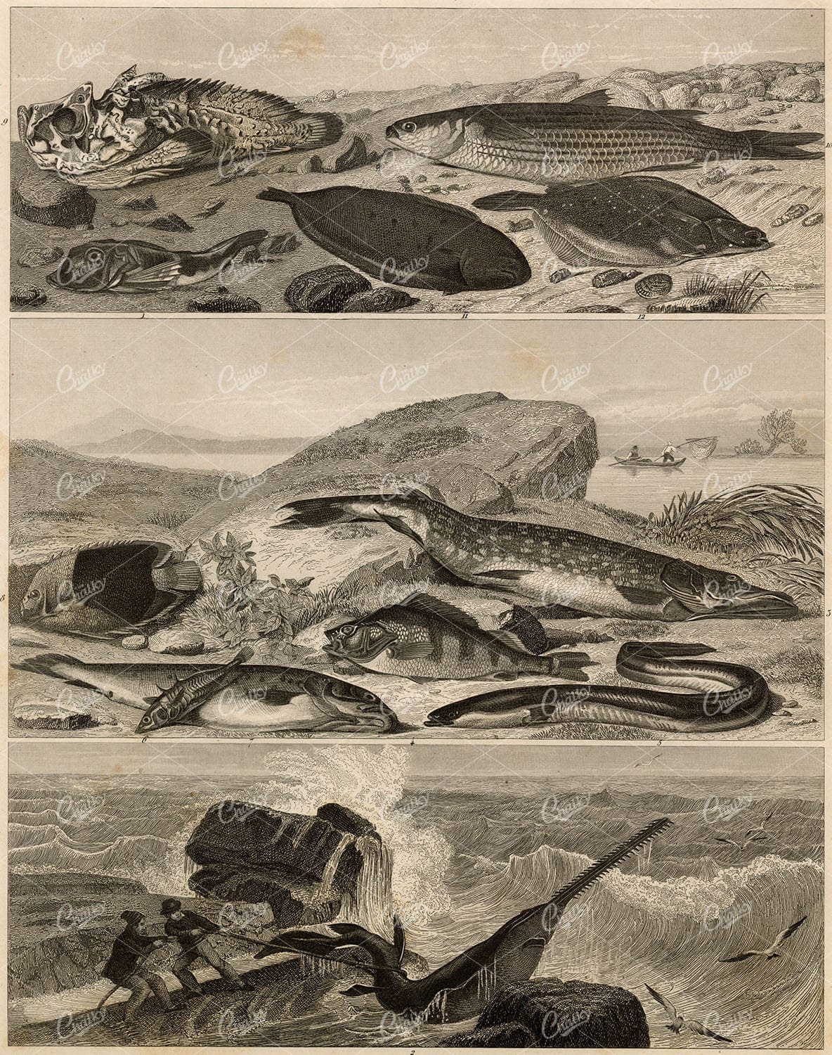 ZOOLOGY - Variety of Fish - Antique Johann Heck 1851 Print